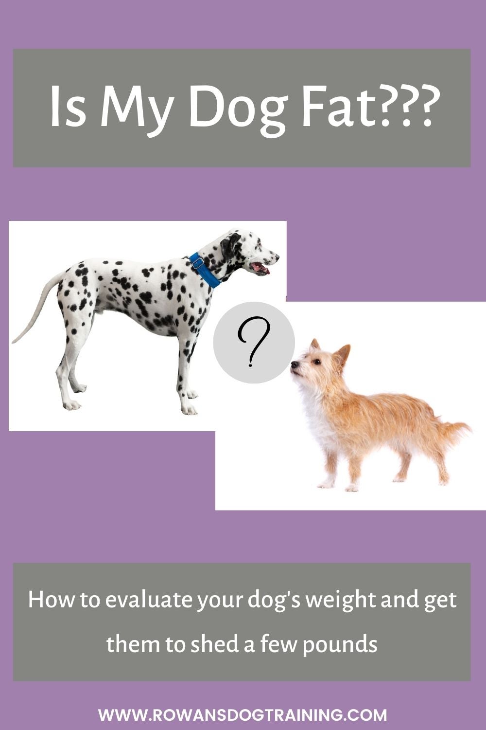 How to get cheap your dog fat